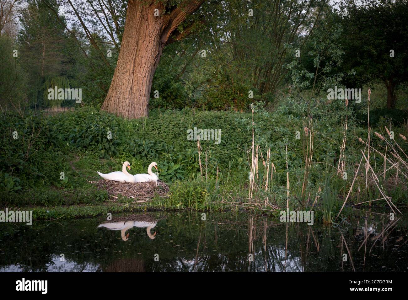 Due cigni sul loro nido vicino al fiume nel Lee Valley Country Park sul confine Essex/Hertfordshire, Inghilterra, Regno Unito Foto Stock