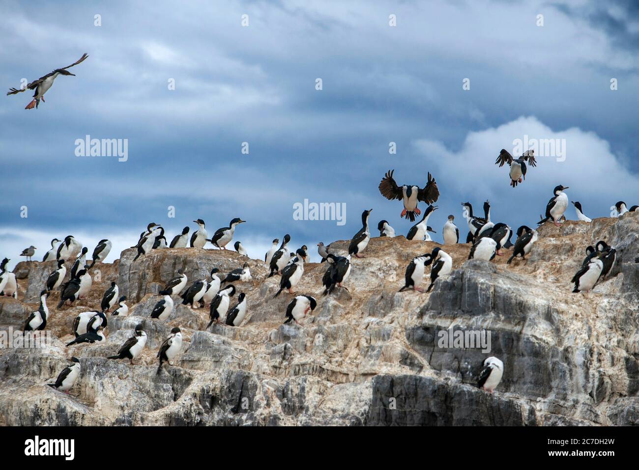 Colonia di re cormorani a Beagle nave da crociera nel Parco Nazionale Tierra del Fuego, Ushuaia, Argentino. Foto Stock
