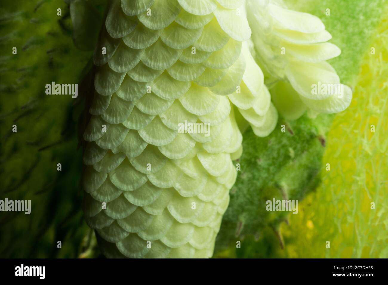 Foto macro di una cialda di semi di alghe con colori giallo e verde cremosi. Foto Stock