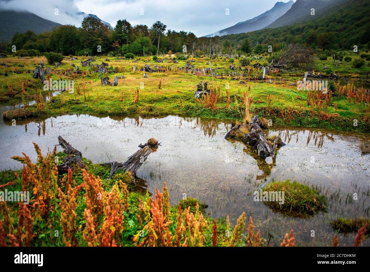 Paesaggio visto dal treno della fine del mondo Railroad vicino Ushuaia nel Parco Nazionale Tierra del Fuego in Argentina. Gli alberi sono stati abbattuto da pri Foto Stock