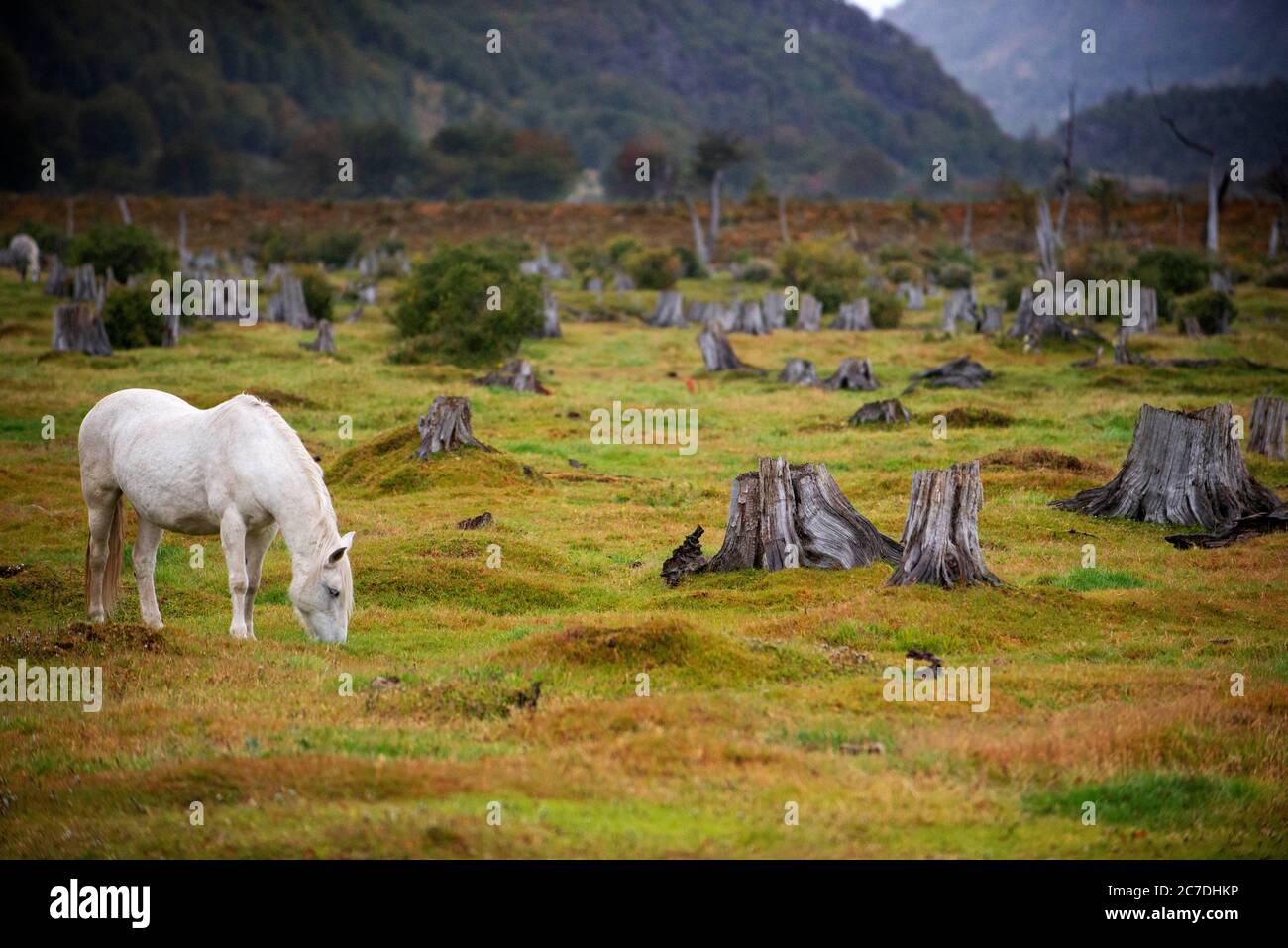 Paesaggio visto dal treno della fine del mondo Railroad vicino Ushuaia nel Parco Nazionale Tierra del Fuego in Argentina. Gli alberi sono stati abbattuto da pri Foto Stock