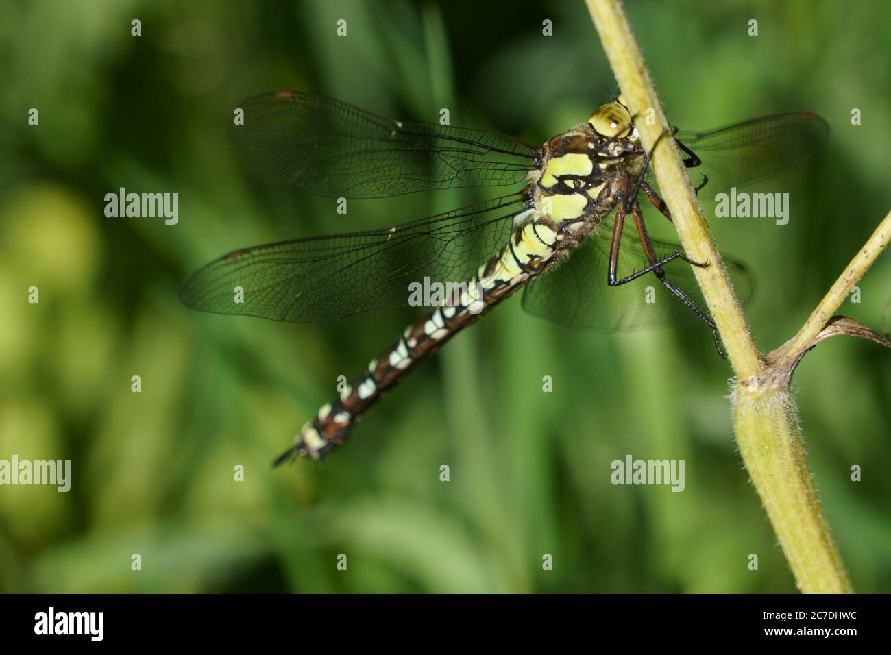 Donna verde brillante e nera femmina Southern Hawker Dragonfly con grosso torace che si aggrappa ad un fusto di pianta. Foto Stock