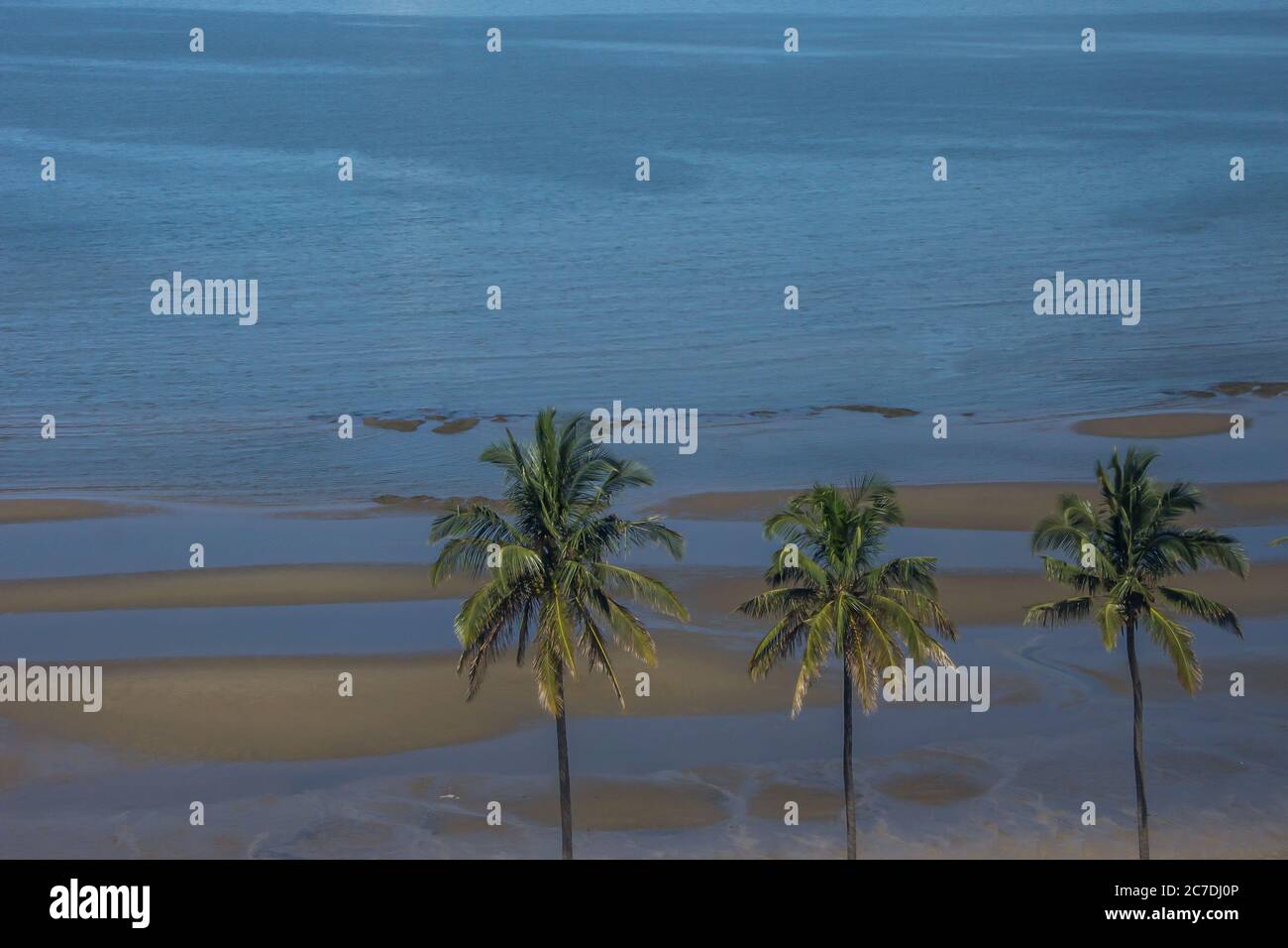 Le corone di tre palme con i sandbar esposti a bassa marea sullo sfondo, Maputo, Mozambico Foto Stock