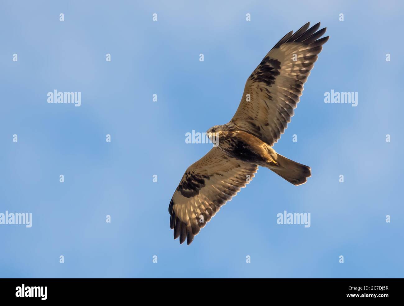La poiana a zampe ruvide (Buteo lagopus) vola in alto nel cielo blu con ali spalmate Foto Stock