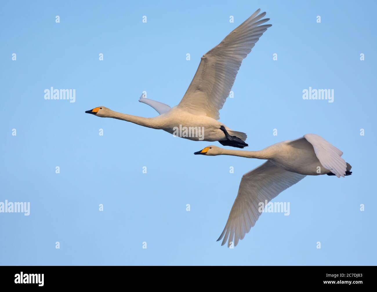 Un paio di cigni di Whooper adulti (cygnus cygnus) volano sul cielo blu insieme Foto Stock