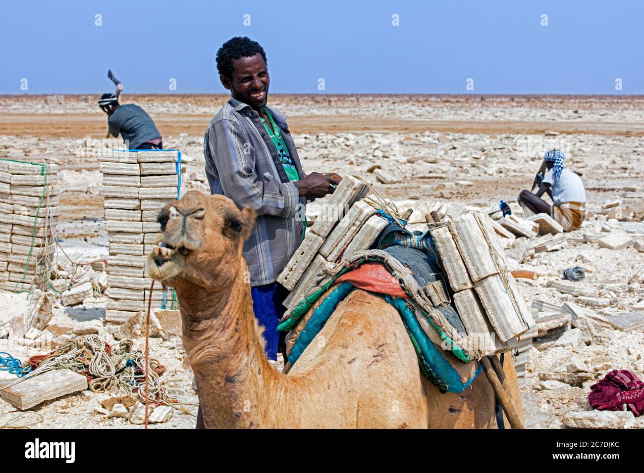 I minatori di sale afar tagliano i blocchi / le piastrelle di sale e caricano i ganfar sul cammello alla miniera di sale in piano di sale, depressione di Danakil, Etiopia, Africa Foto Stock