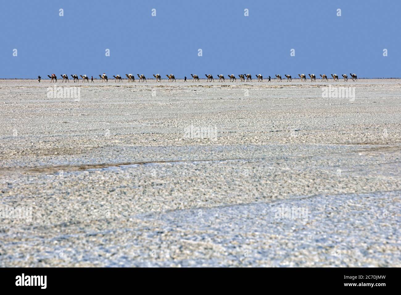 Camaleatori afar / camel driver leader carovan cammello trasporto blocchi / piastrelle di sale / ganfar su piatto sale, depressione Danakil, Etiopia Foto Stock