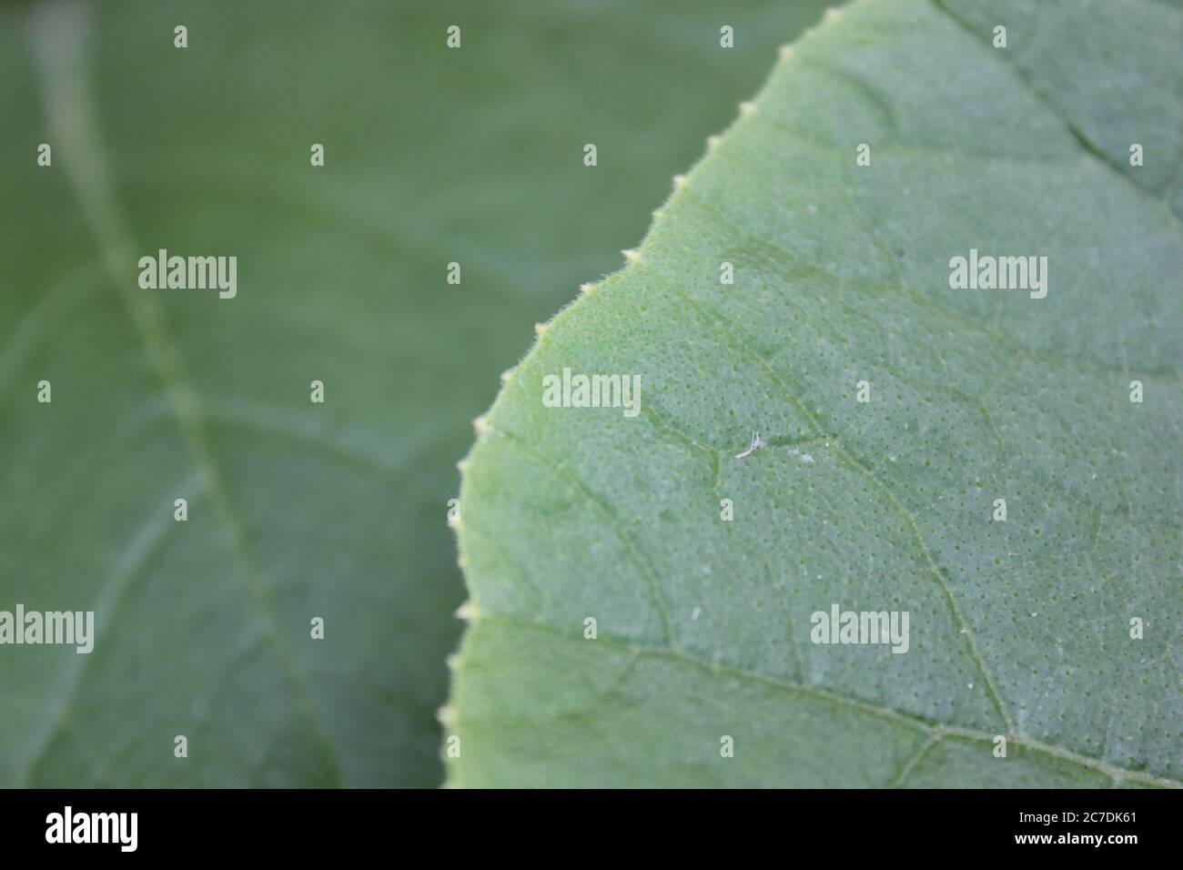 Una foglia di pianta di zucca comune trovato nel giardino di cortile. Foto Stock