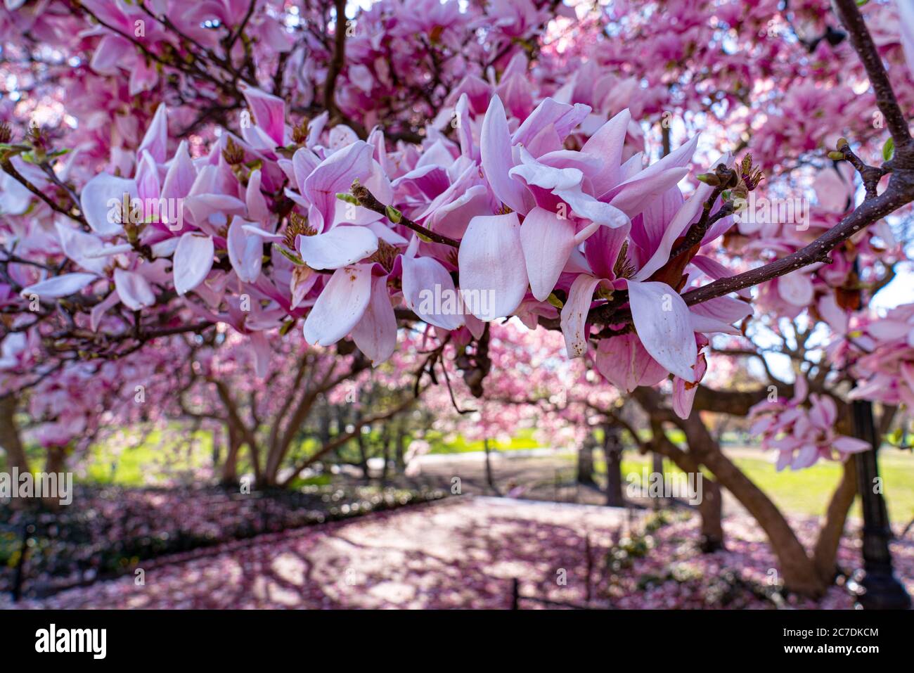 Cherry Blossoms, Central Park, New York Foto Stock