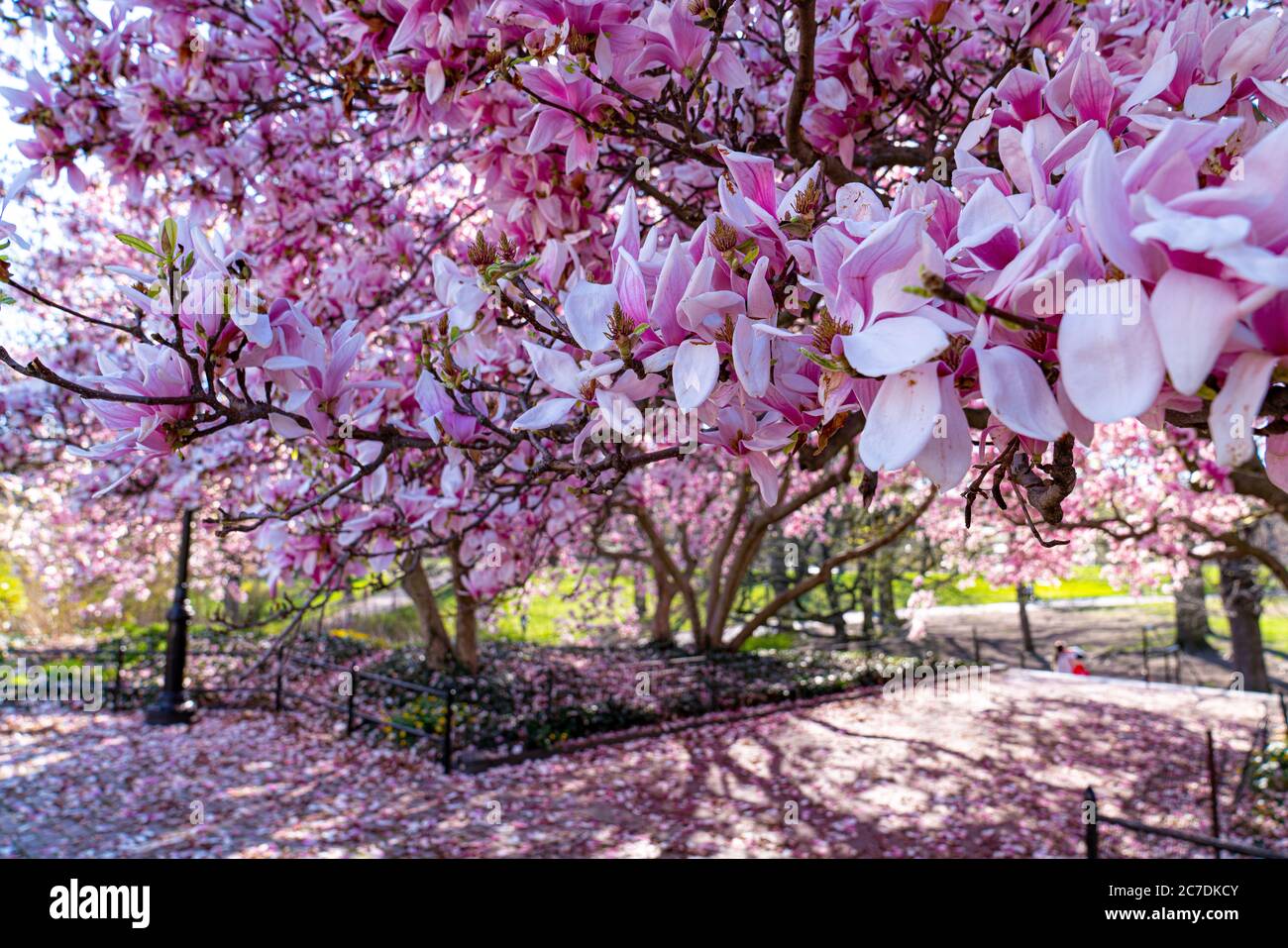 Cherry Blossoms, Central Park, New York Foto Stock