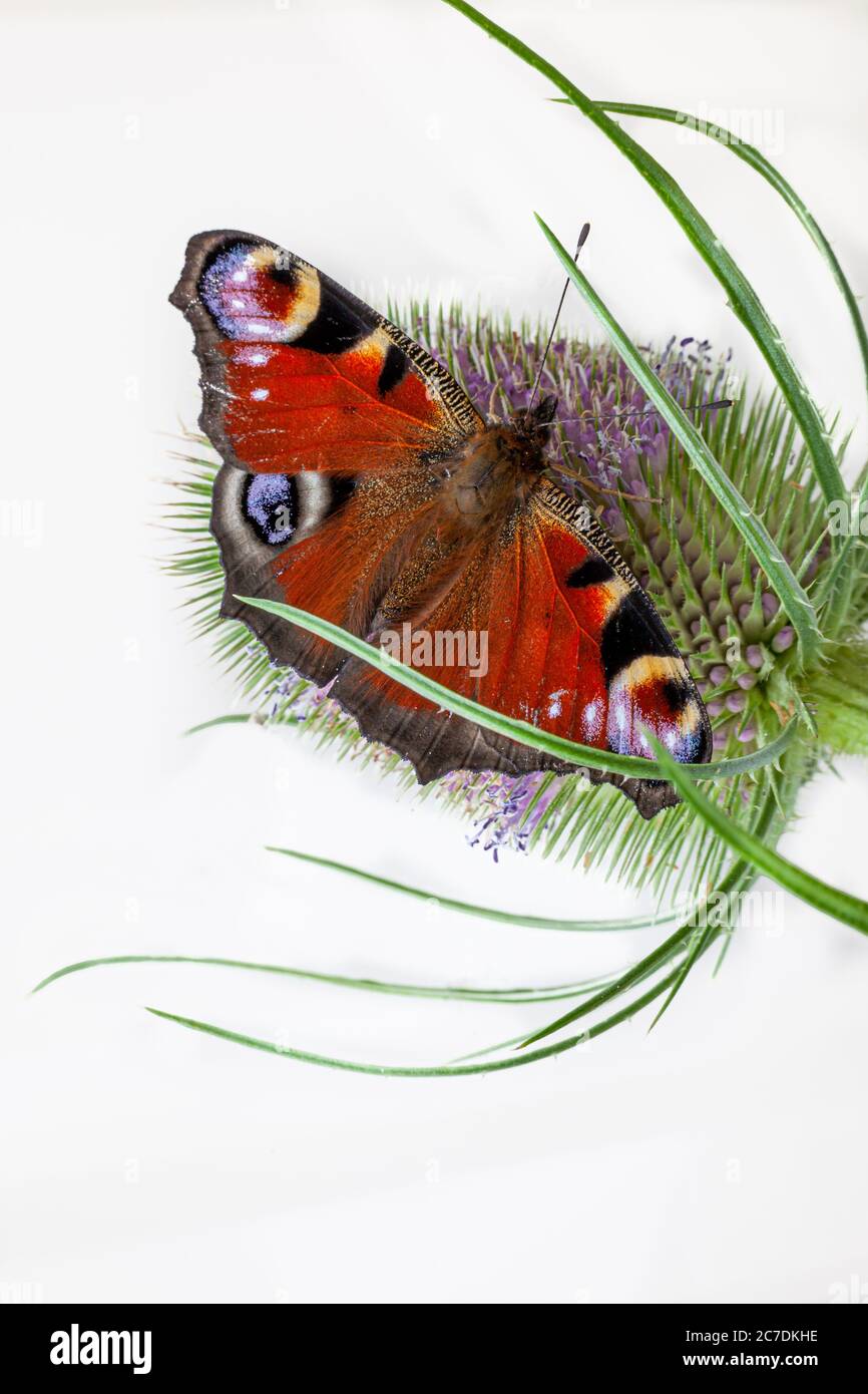 macro primo piano di farfalla di pavone su una pianta di teasel Foto Stock