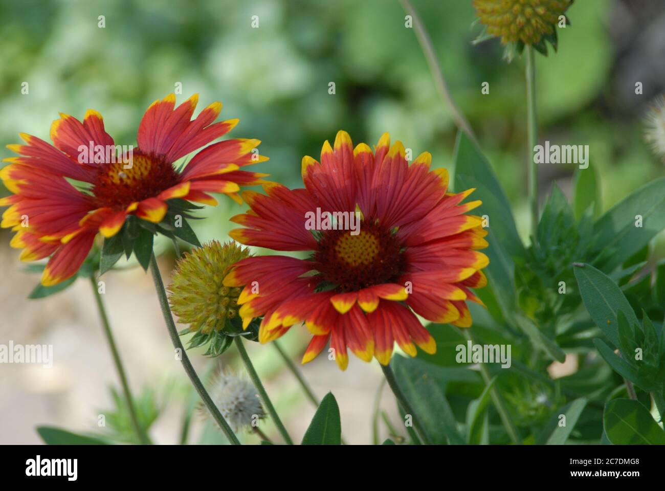 Primo piano di un fiore rosso e giallo con petali uno sfondo naturale sfocato Foto Stock