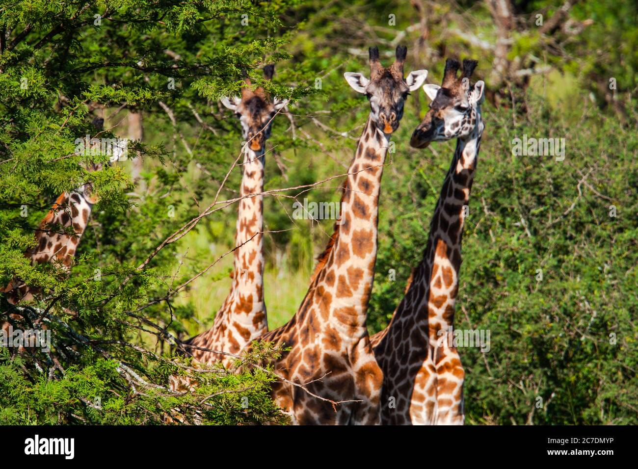 La Rothschild giraffe (Giraffa camelopardalis rothschildi) Foto Stock