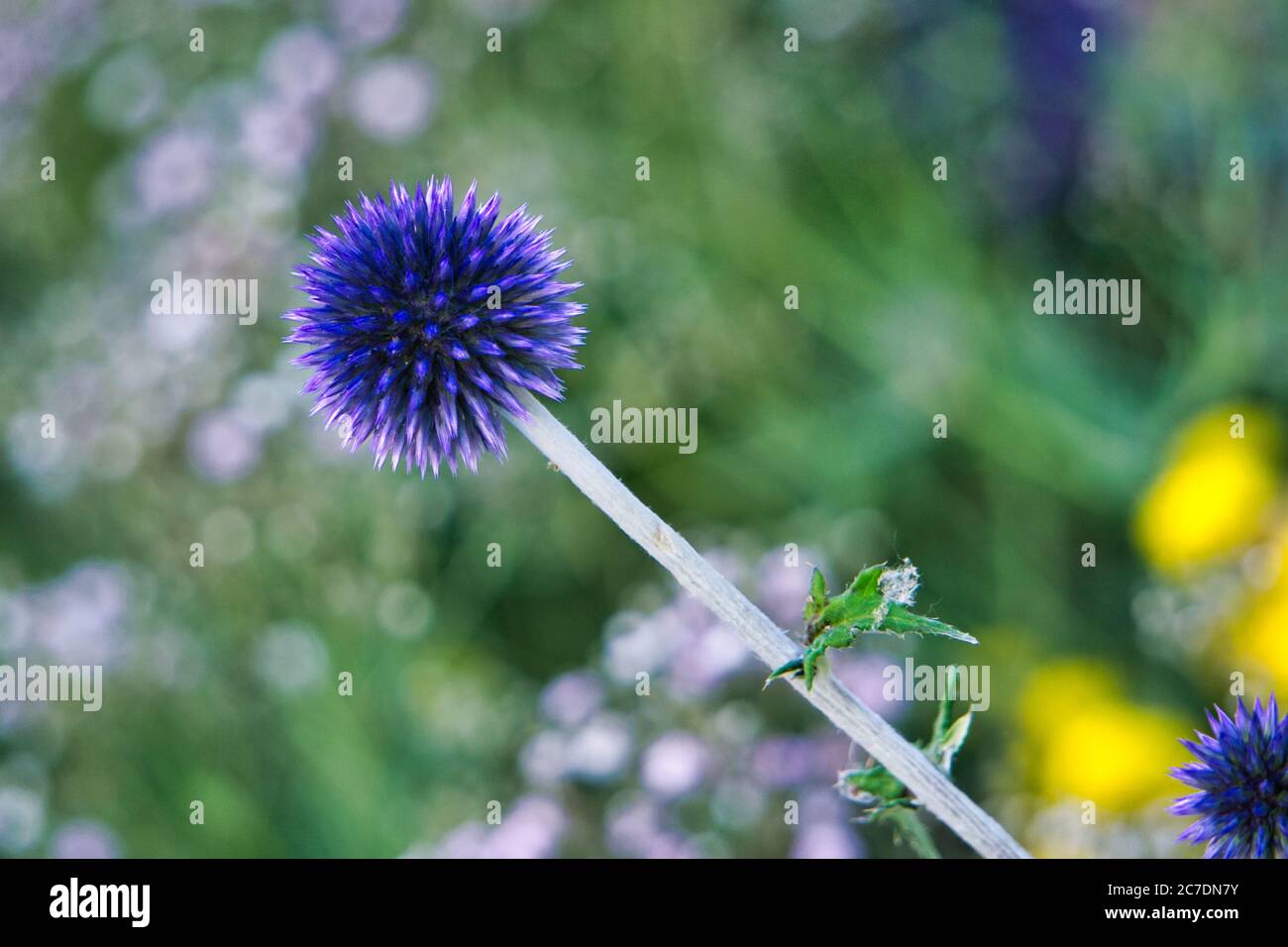 Inquadratura ravvicinata di una pianta viola con sfondo sfocato Foto Stock
