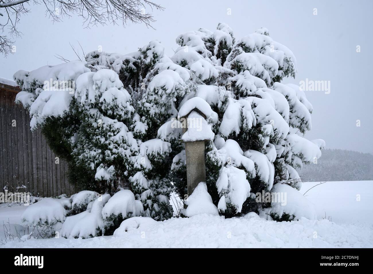 In inverno, le piante della Baviera sono decorate con cristalli di ghiaccio Foto Stock