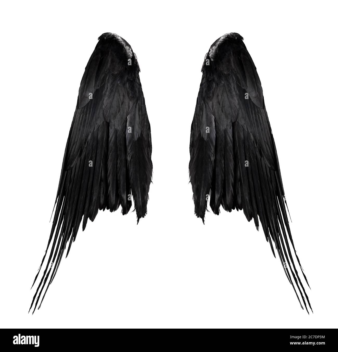 due grandi ali nere corvate con grandi piume isolate su sfondo bianco, closeup Foto Stock