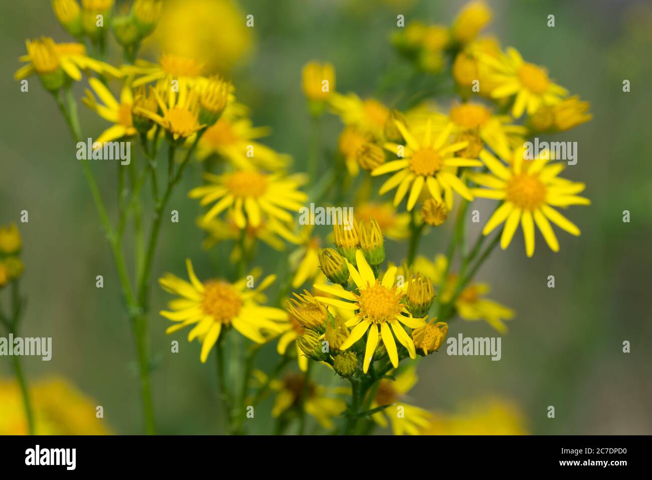 Jacobaea vulgaris, Senecio jacobaea, fiori gialli ragwort in focalizzazione selettiva dei prati Foto Stock