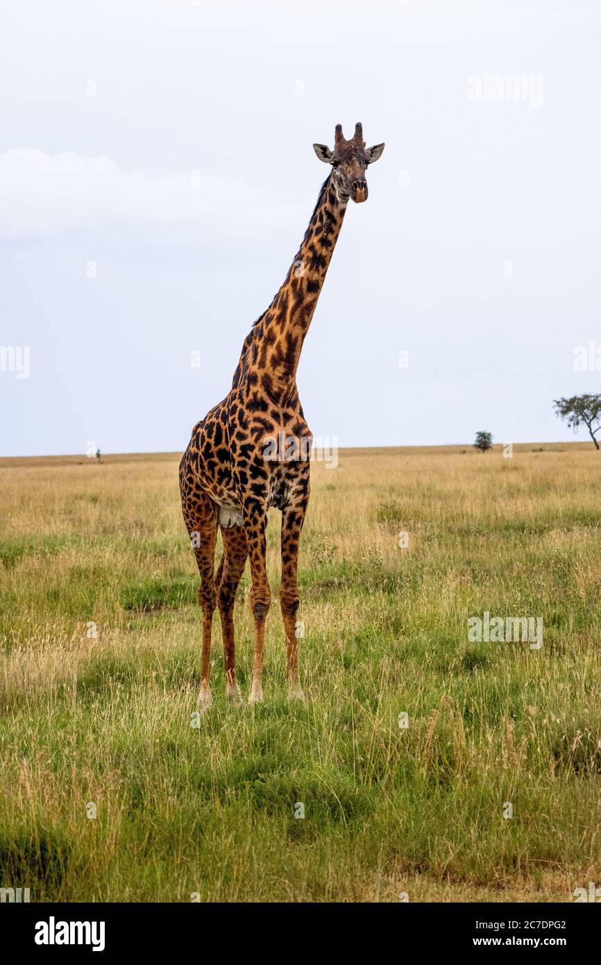 Masai giraffe (Giraffa camelopardalis tippelskirchii) Foto Stock