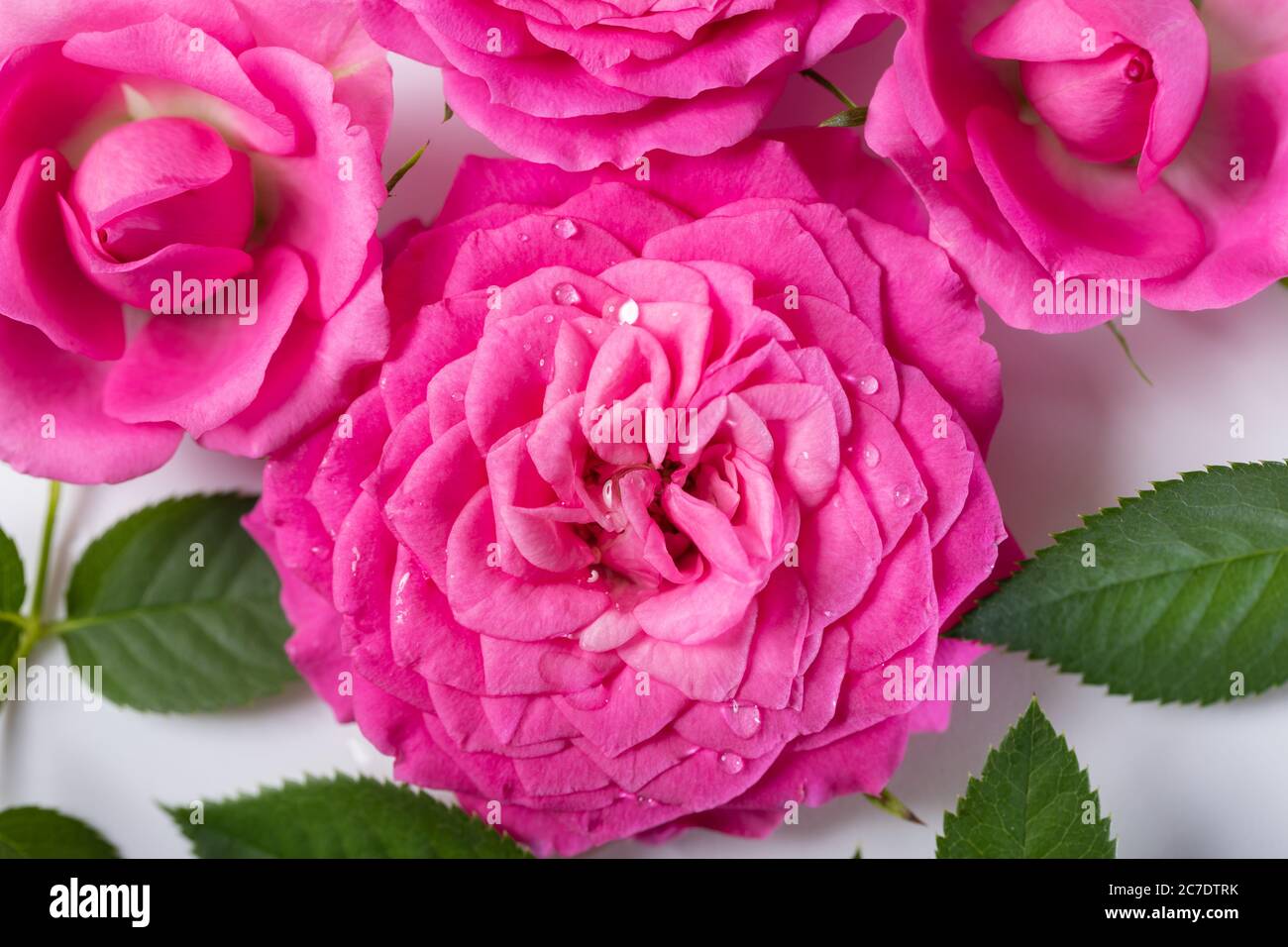 rosa fiori con gocce d'acqua su sfondo bianco Foto Stock