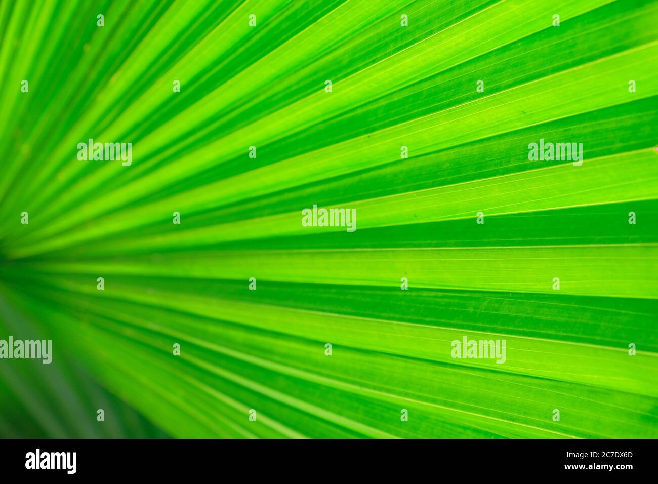 Primo piano foglia verde di palma della ventola su sfondo di movimento sfocato Foto Stock