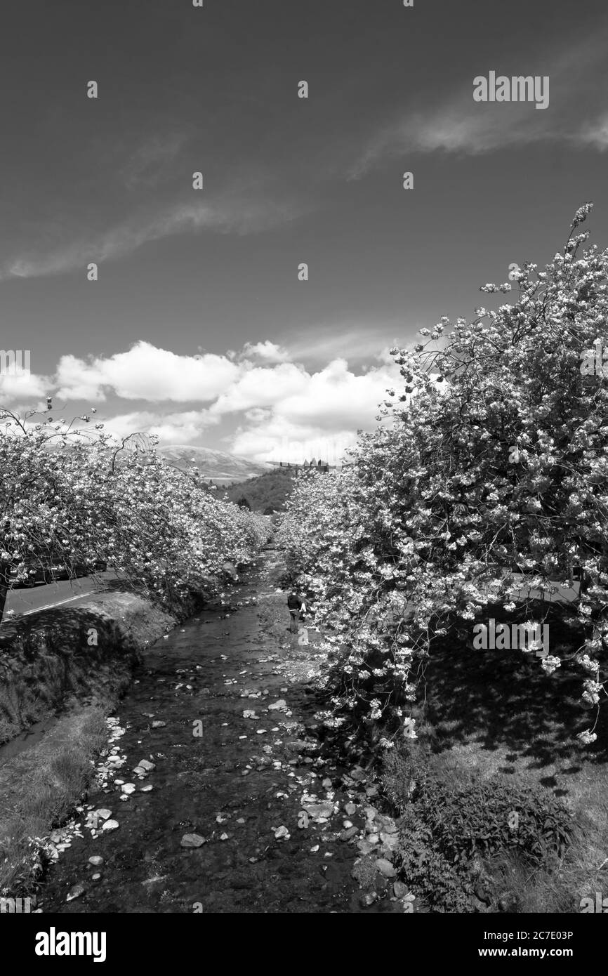 Splendidi ciliegi fioriscono sul fiume in Dollar, Scozia, Regno Unito Foto Stock