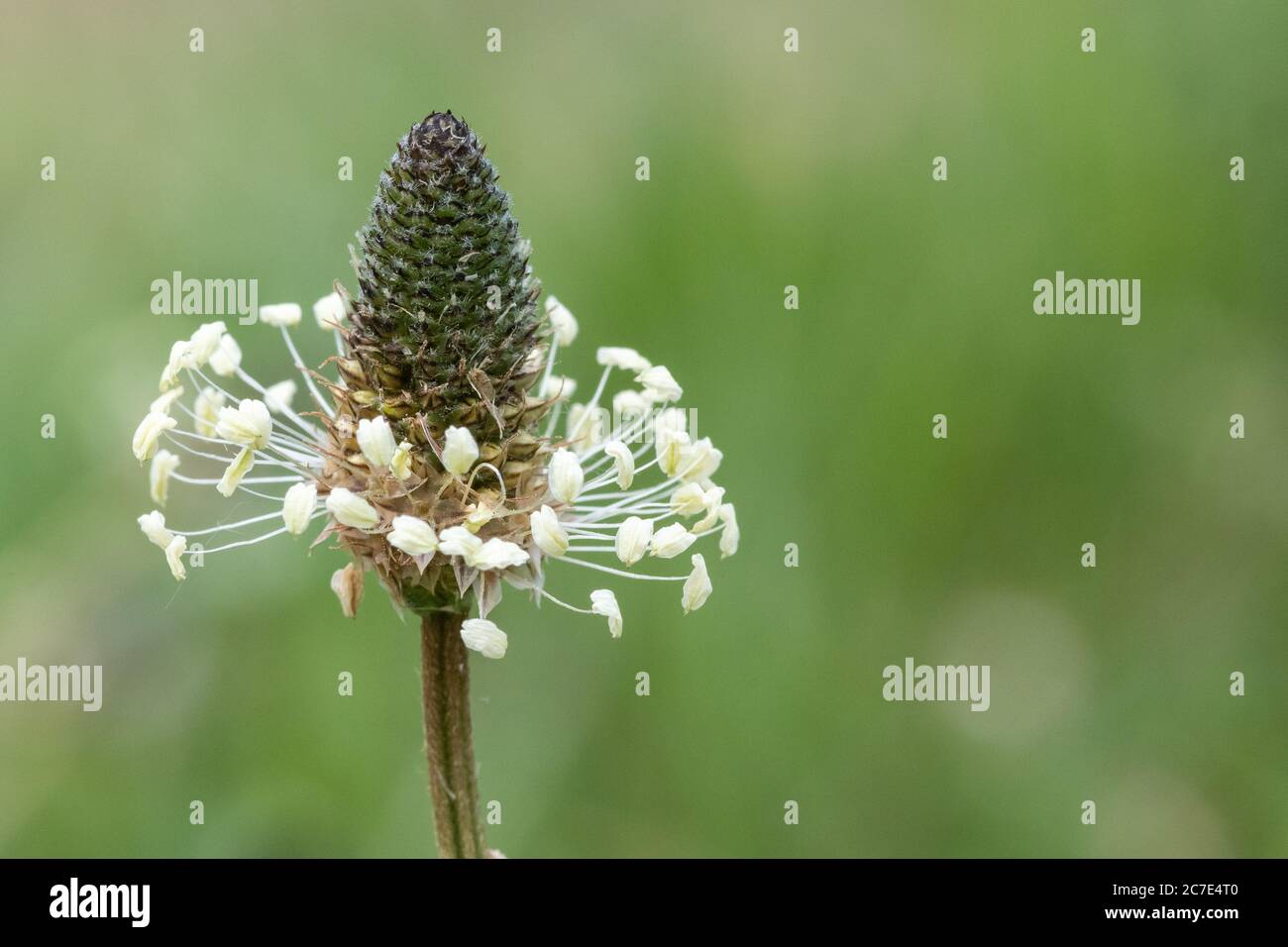 Macro shot di una pianta di pianta di ribwort (lanceolata plantago) Foto Stock