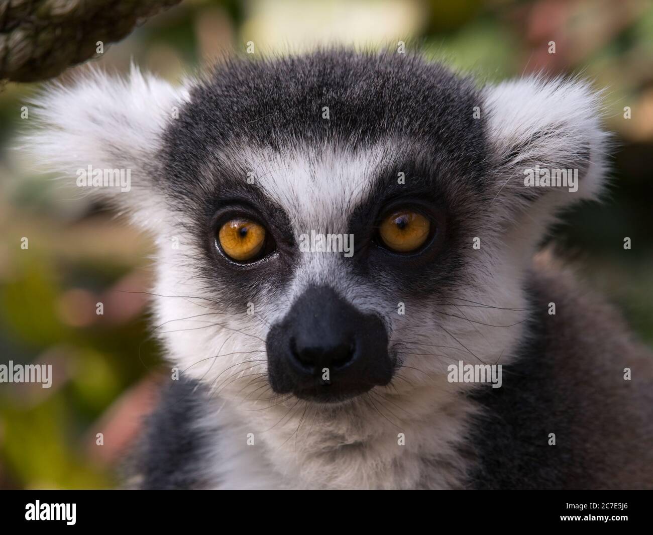 Testa di lemur con coda ad anello - Catta di Lemur Foto Stock