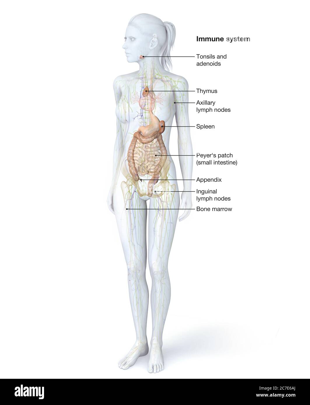 Illustrazione che mostra parti del sistema immunitario umano Foto Stock