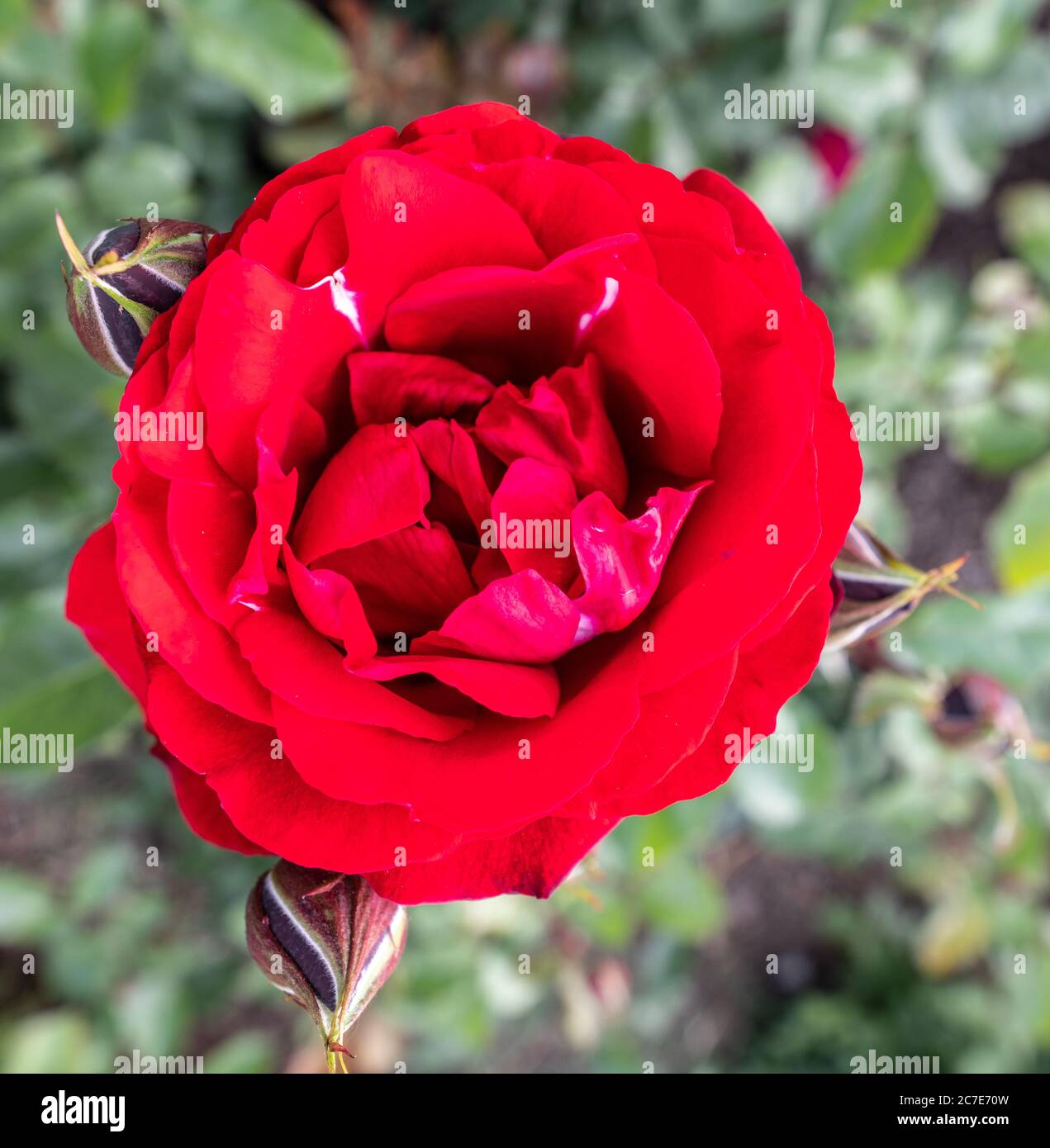 Garden Rose, varietà di allevamento 'Cavaliere degli scarlatta' Foto Stock