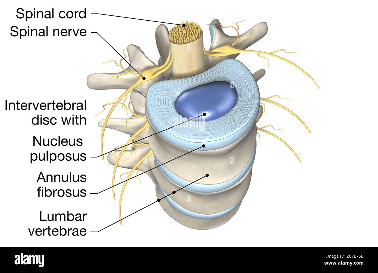 Illustrazione 3D che mostra vertebre lombari con disco intervertebrale, illustrazione medica 3D Foto Stock