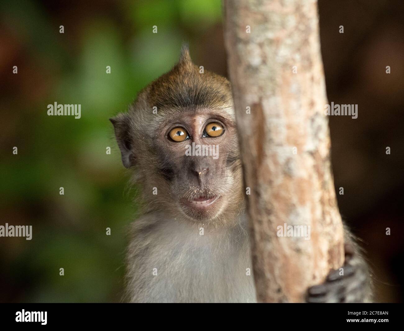 Macaco giovane a coda lunga che sbirca intorno ad un tronco di albero smal Foto Stock
