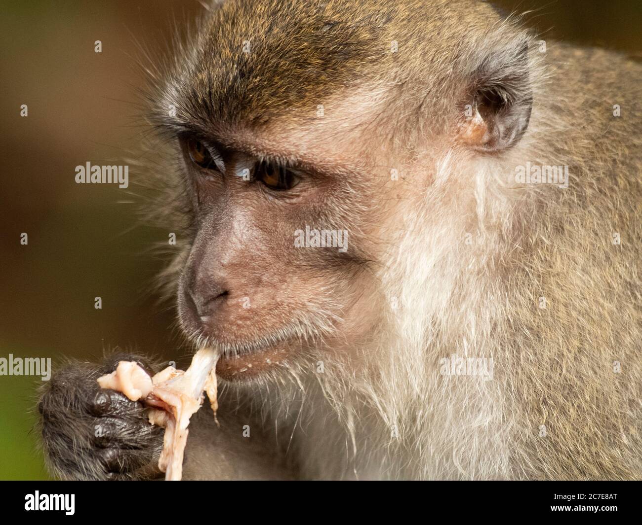 Primo piano di macaco coda lunga mangiare carne Foto Stock