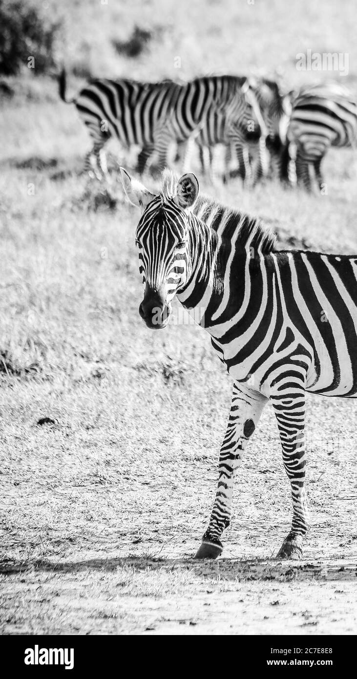 Immagine in primo piano verticale in scala di grigi di una zebra nel campo durante il giorno Foto Stock