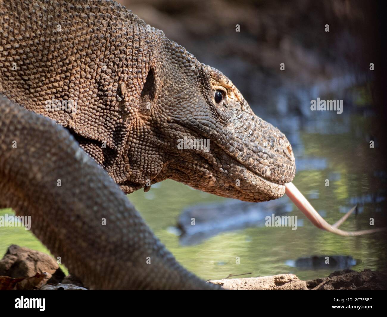 Drago komodo per adulti con lingua fuori Foto Stock