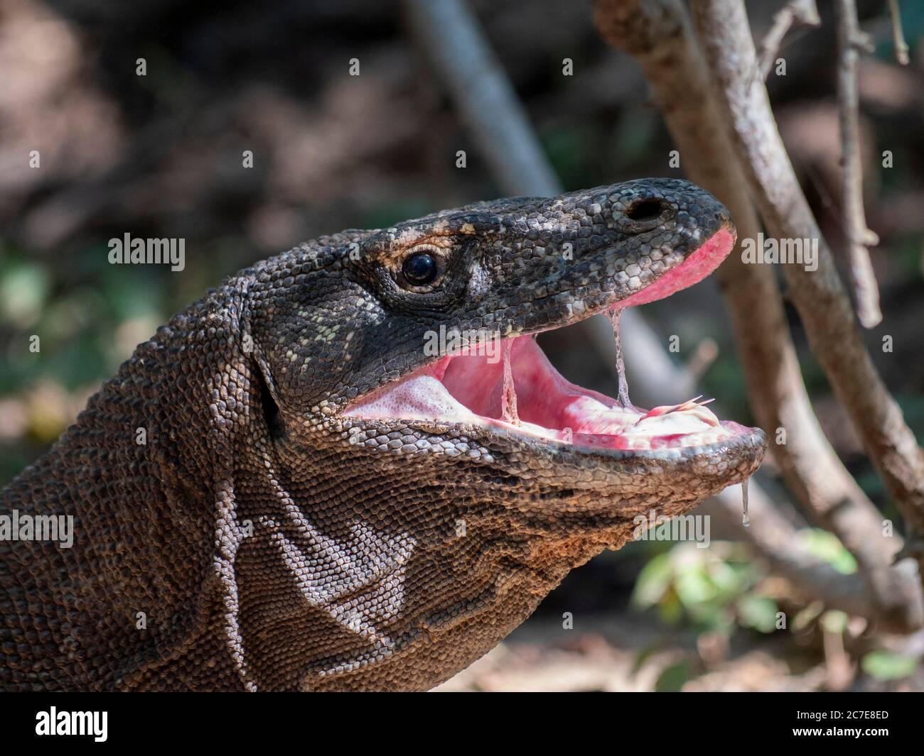 Primo piano della testa del drago komodo adulto con bocca aperta che mostra saliva Foto Stock