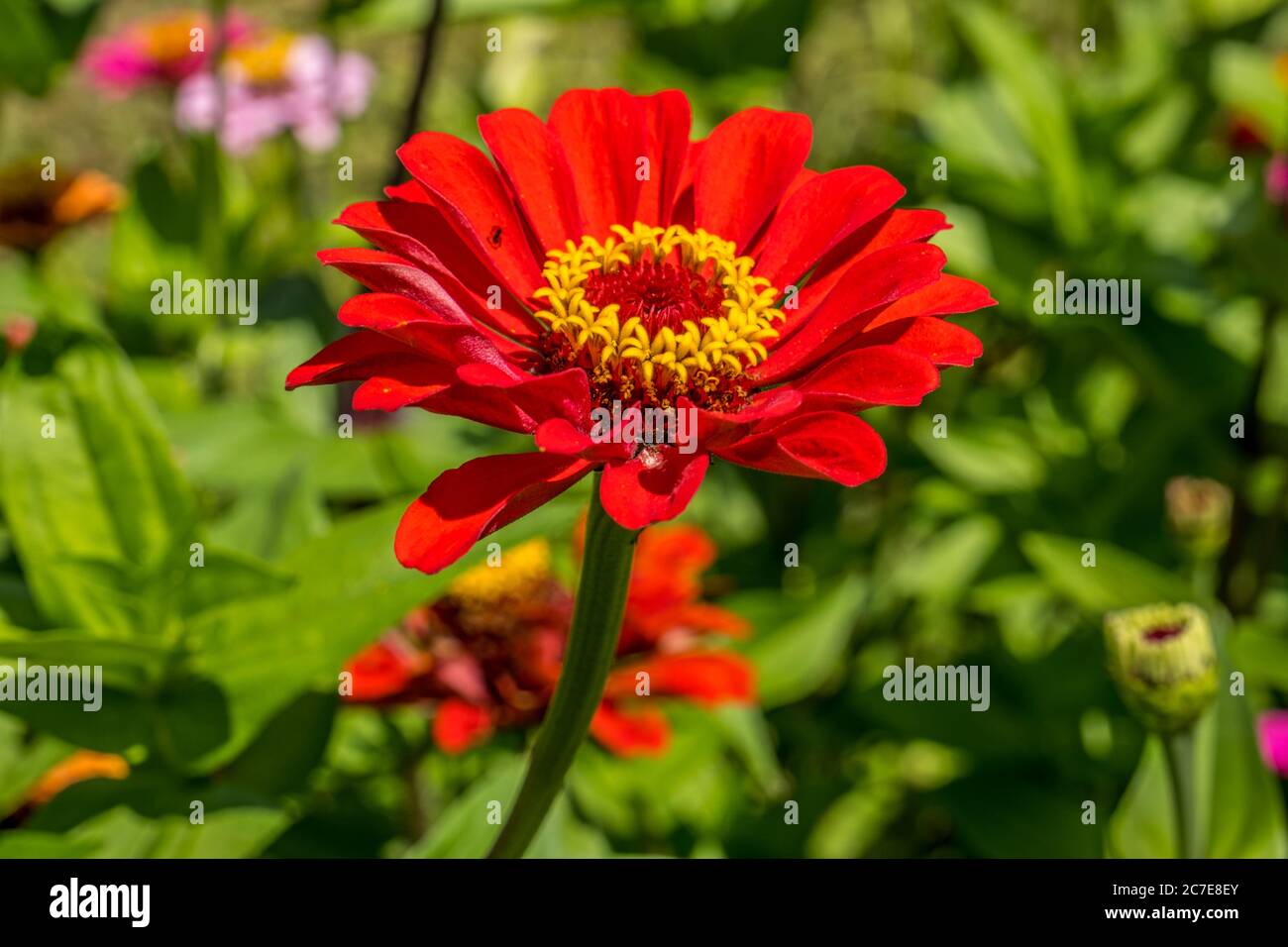 Primo piano di un fiore di zinnia rosso brillante e vivace, completamente aperto, con altre fioriture sullo sfondo in una giornata soleggiata in estate Foto Stock