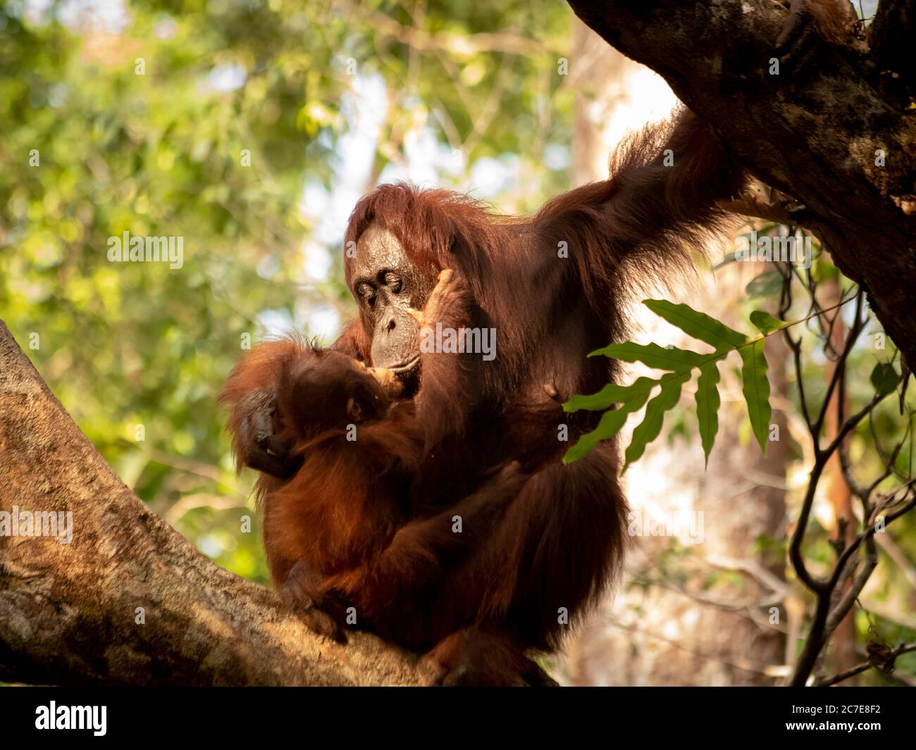 Orangutana borneana e il suo juvinile Foto Stock