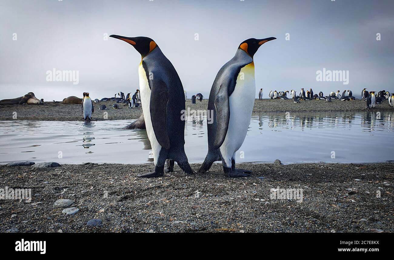 Due pinguini re che si levano in piedi indietro con acqua, foche e molti altri pinguini sullo sfondo Foto Stock