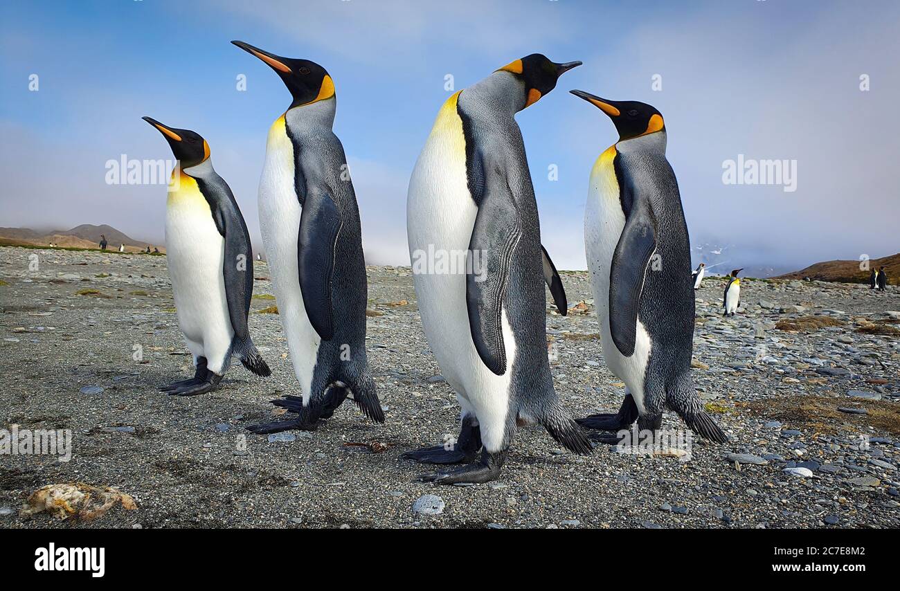 Quattro pinguini regali si ergono con una svolta intorno, su sabbia grigia con nuvole e colline sullo sfondo della Georgia del Sud Foto Stock