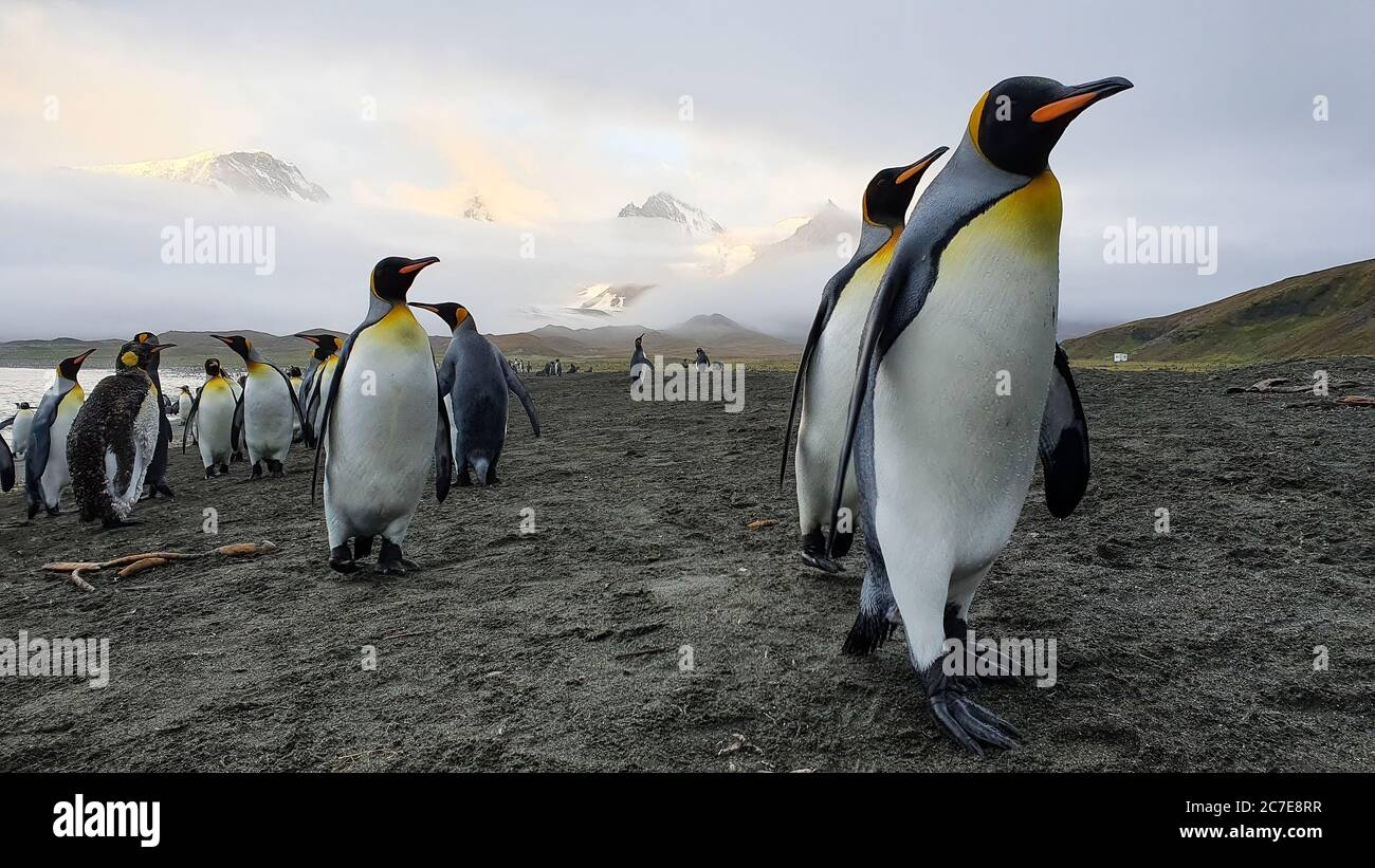 I pinguini del re camminano oltre la macchina fotografica sulla sabbia nera con la colonia dietro loro e le montagne innevate drammatiche che si rompono attraverso la nuvola sullo sfondo Foto Stock