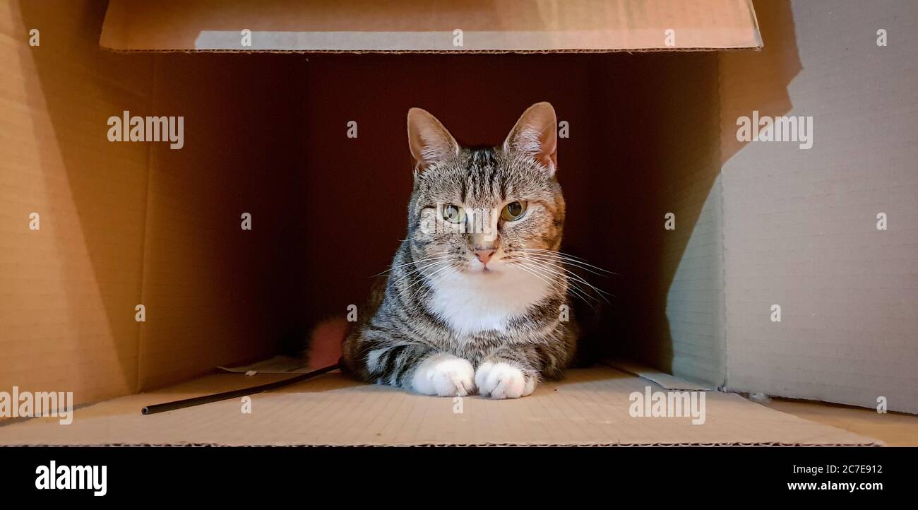 Piccolo gatto seduto in scatola di cartone con il suo giocattolo, guardando la macchina fotografica Foto Stock