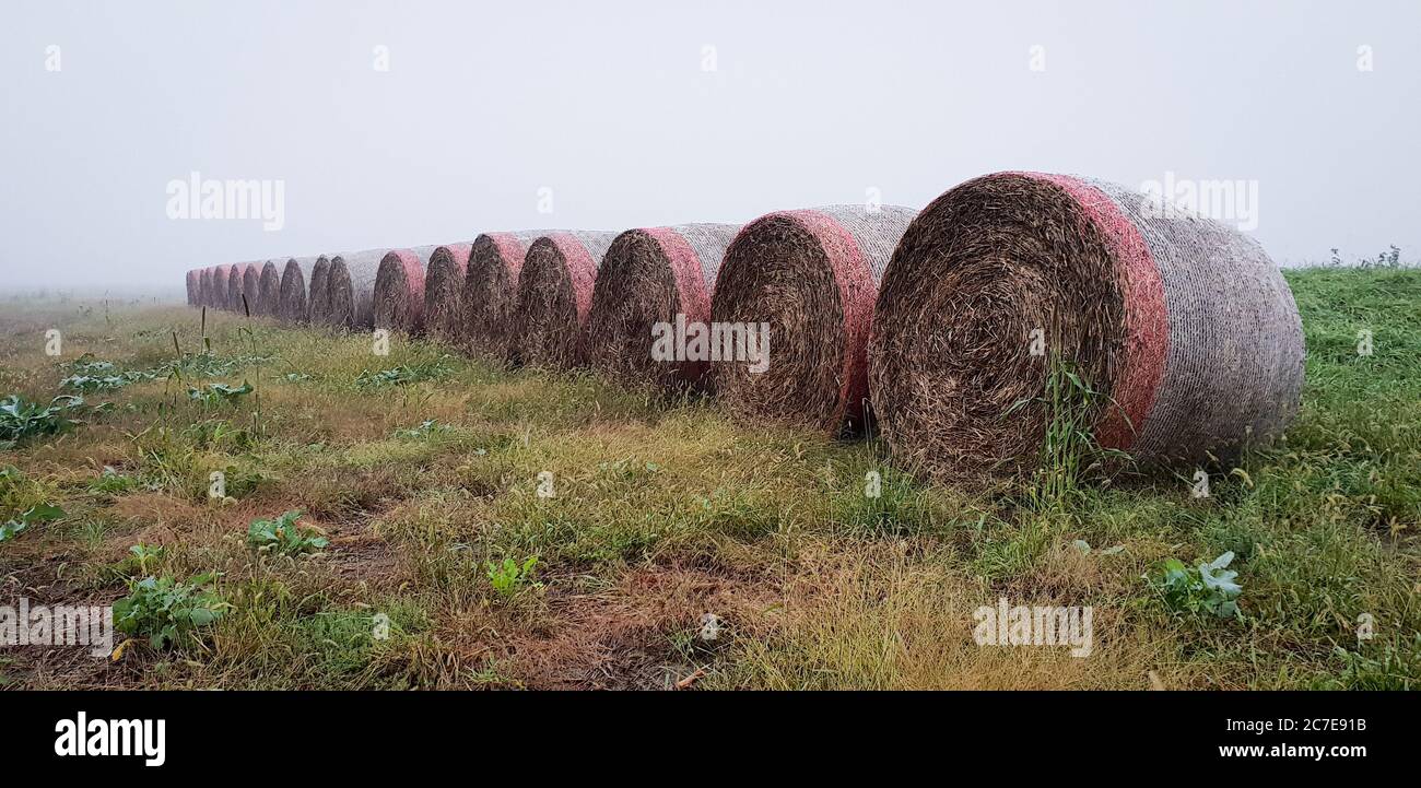 Fila di balle di fieno in un campo di nebbia Foto Stock