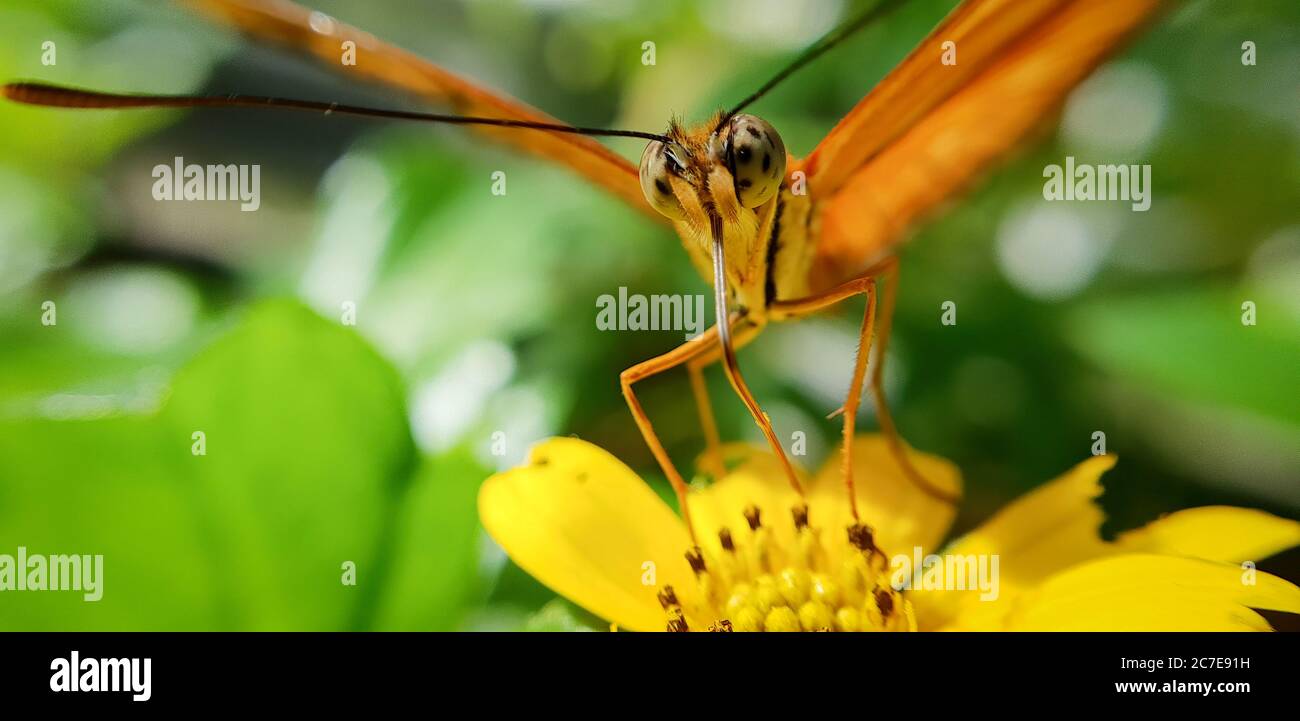 Una macro di una farfalla Julia (conosciuta anche come Dryas iulia) si è seduta su un fiore giallo Foto Stock