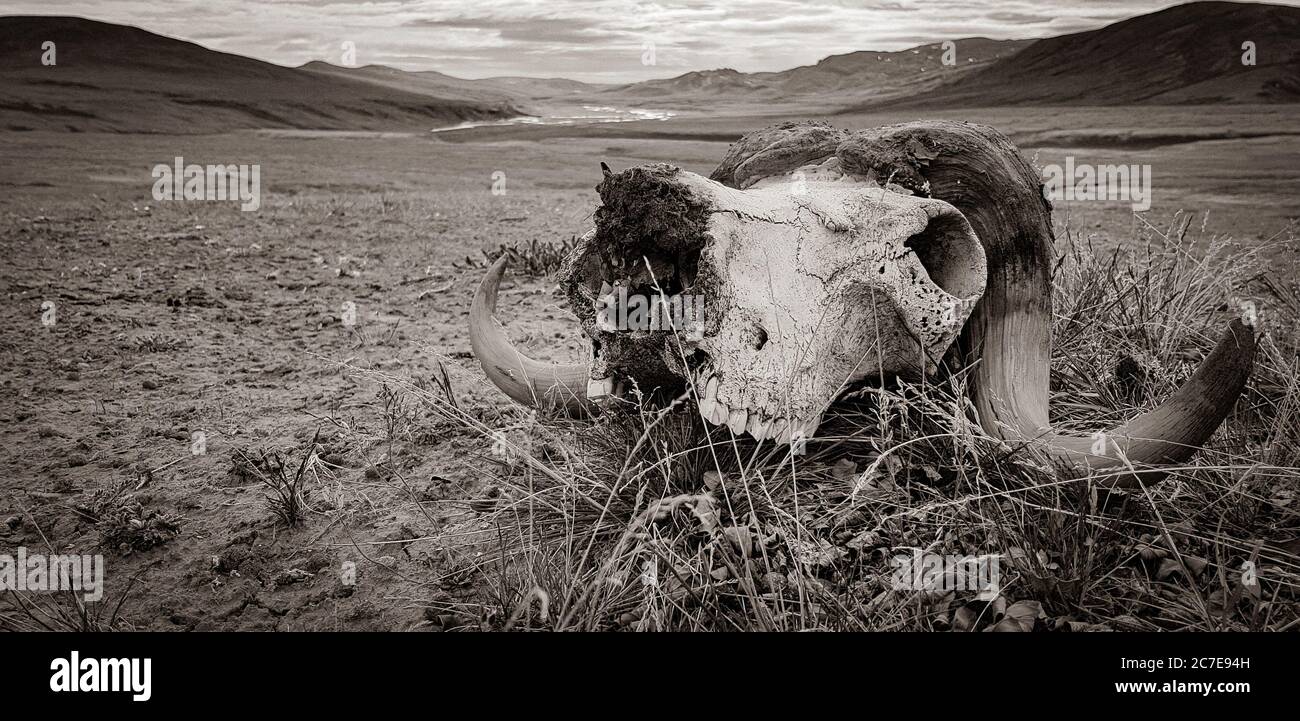 Primo piano del cranio di Muskox sull'erba di Ellesmere Island Foto Stock