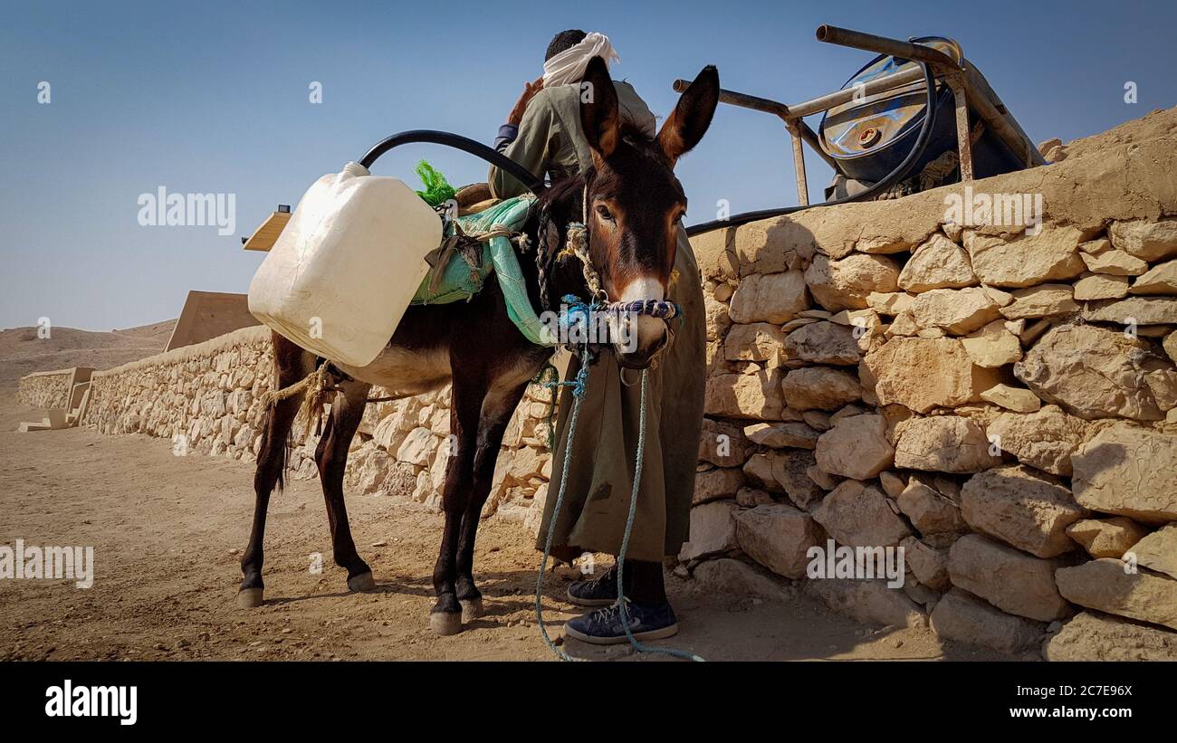 Uomo egiziano che riempie una lattina di jerry di acqua su un asini indietro Foto Stock