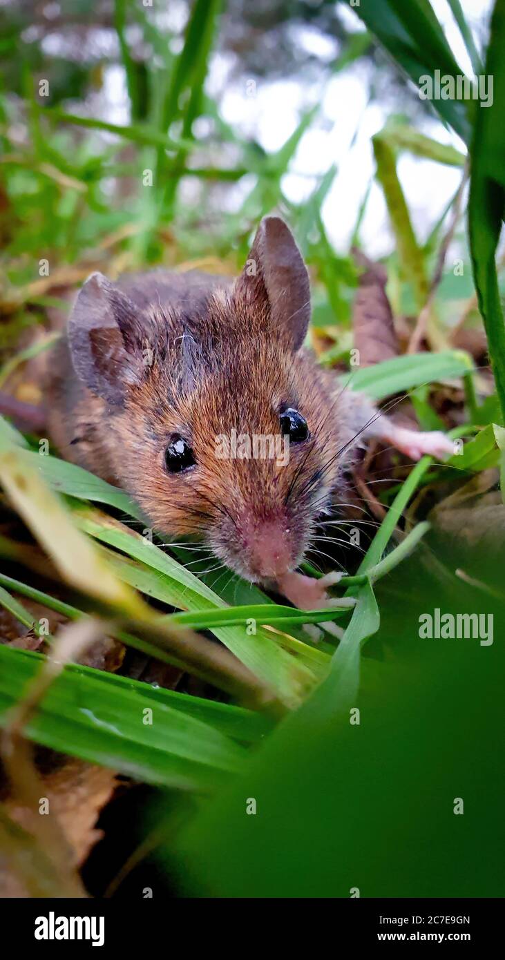 Mouse macro in erba guardando la fotocamera Foto Stock