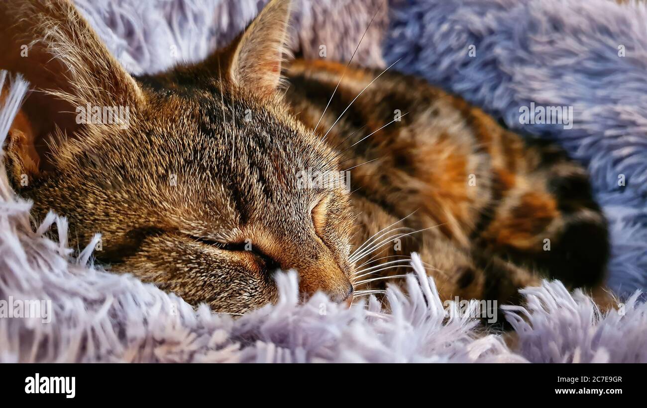 Gatto tabby arancione che dorme nel letto di gatto viola Foto Stock