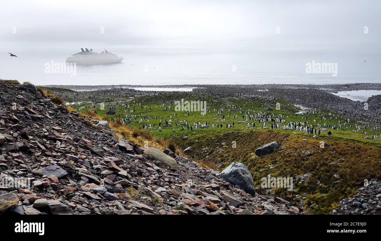 Mega colonia di pinguini re con nave da crociera avvolta nella nebbia sullo sfondo della Georgia del Sud Foto Stock