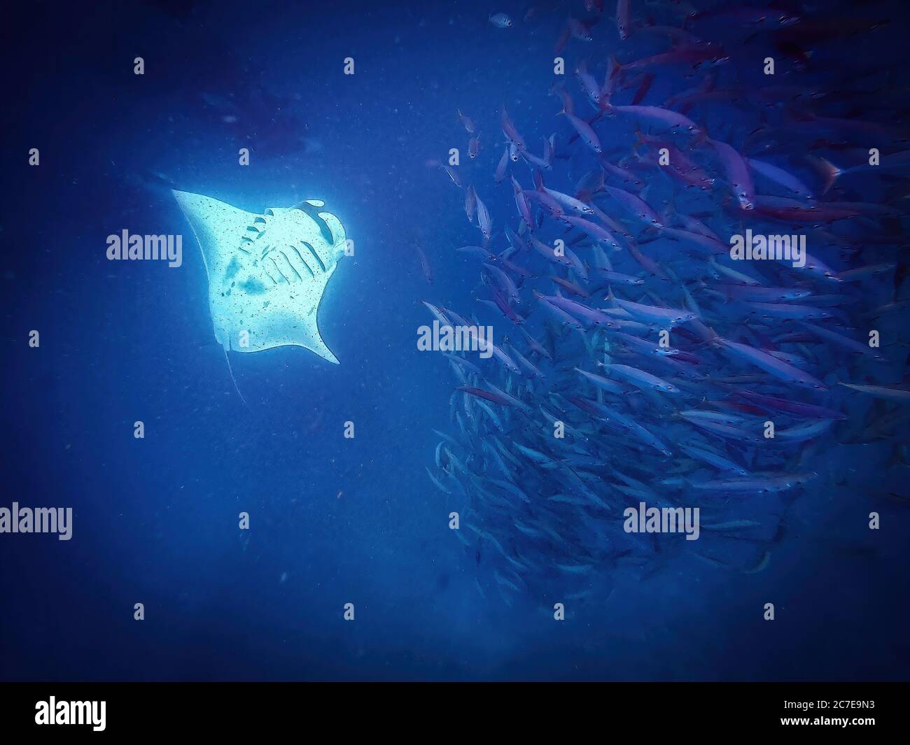 Manta ray mid-flip accanto a una colonna di pesci sott'acqua Foto Stock