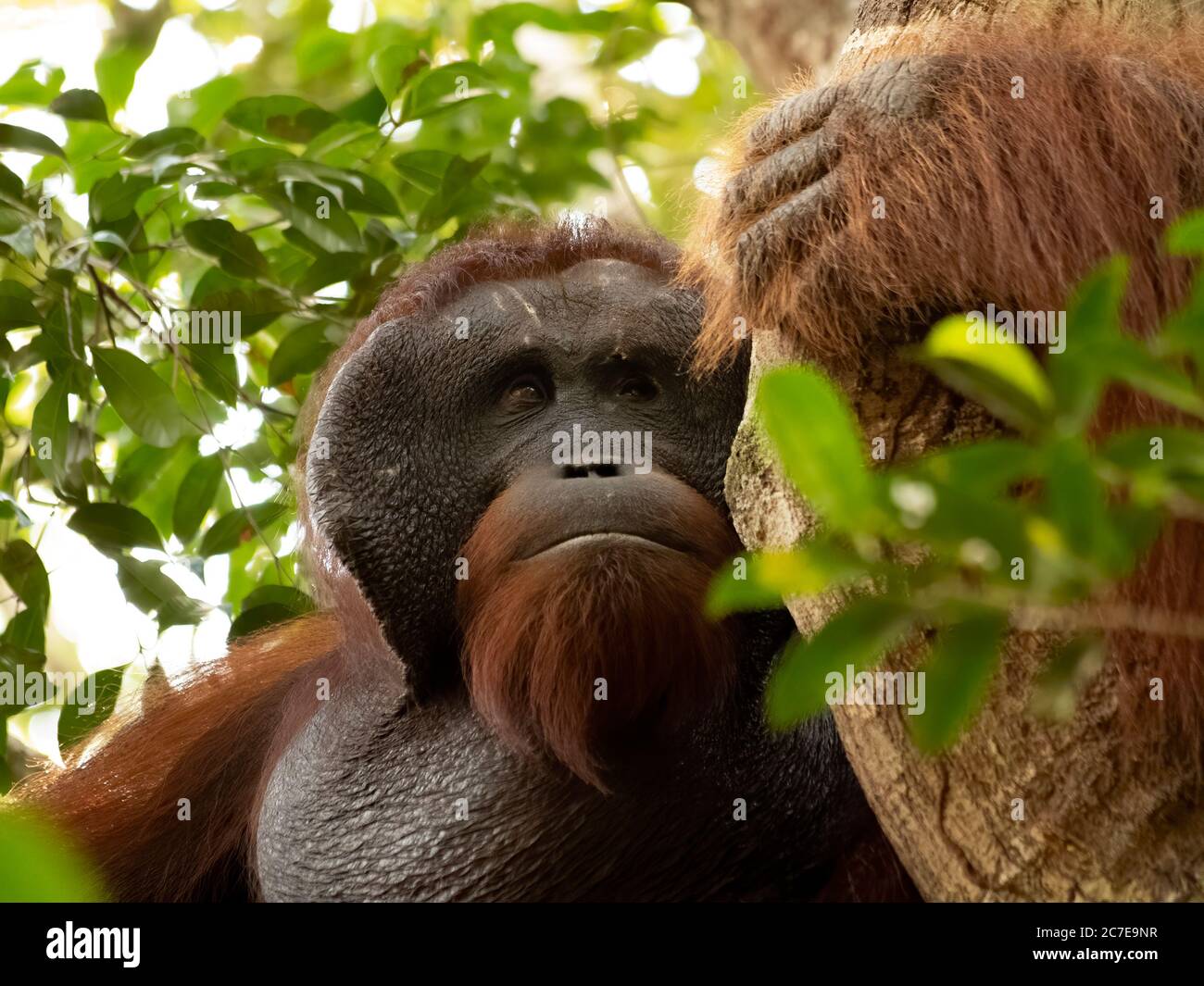 Grande orangutano borneano maschile in un albero Foto Stock